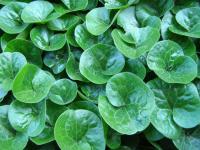 Kopytník evropský (Asarum europaeum)