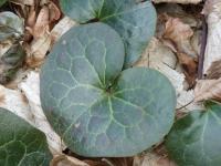 Kopytník evropský (Asarum europaeum)