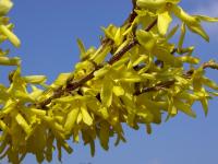Zlatice prostřední (Forsythia x intermedia)