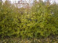 Zlatice prostřední (Forsythia x intermedia)