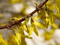 Zlatice prostřední (Forsythia x intermedia)