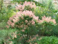 Ruj vlasatá (Cotinus coggygria)