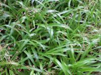 Bika lesní (Luzula sylvatica) Bika lesní (Luzula sylvatica)