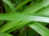 Bika lesní (Luzula sylvatica) Bika lesní (Luzula sylvatica)