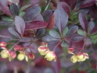 Dřišťál thunbergův 'Atropurpurea' (Berberis thunbergii)