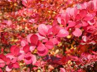 Dřišťál thunbergův 'Atropurpurea' (Berberis thunbergii)