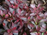 Dřišťál Thunbergův 'Atropurpurea Nana' (Berberis thunbergii)