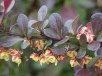 Dřišťál Thunbergův 'Atropurpurea Nana' (Berberis thunbergii)