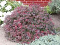 Dřišťál Thunbergův 'Atropurpurea Nana' (Berberis thunbergii)