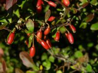 Dřišťál Thunbergův 'Atropurpurea Nana' (Berberis thunbergii)