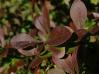 Dřišťál Thunbergův 'Atropurpurea Nana' (Berberis thunbergii)