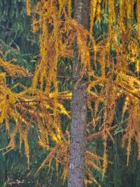 Modřín opadavý (Larix decidua)