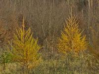 Modřín opadavý (Larix decidua)