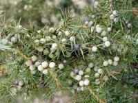 Jalovec obecný (Juniperus communis)