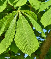 Jírovec maďal - detail listu