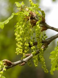 Dub zimní (Quercus petraea)