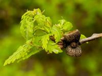 Dub zimní (Quercus petraea)