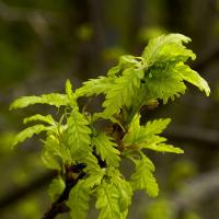 Dub zimní - jarní listy (Quercus petraea)