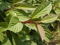 Kalina vonná (Viburnum farreri)