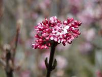 Kalina vonná (Viburnum farreri)