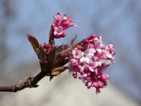 Kalina vonná (Viburnum farreri)