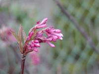 Kalina vonná (Viburnum farreri)