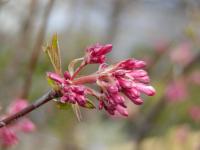 Kalina vonná (Viburnum farreri)