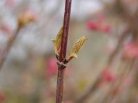Kalina vonná (Viburnum farreri)