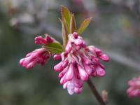 Kalina vonná (Viburnum farreri)