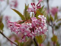 Kalina vonná (Viburnum farreri)