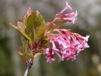 Kalina vonná (Viburnum farreri)