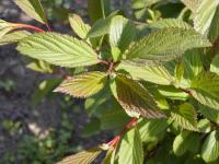 Kalina vonná (Viburnum farreri)