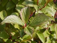 Kalina vonná (Viburnum farreri)