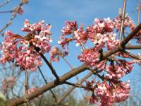 Kalina vonná (Viburnum farreri)