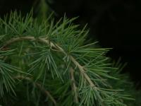 Modřín opadavý Pendula