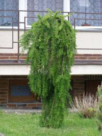 Modřín opadavý Pendula