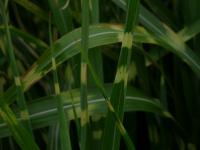 Ozdobnice čínská Strictus (Miscanthus sinensis)
