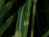 Ozdobnice čínská Strictus (Miscanthus sinensis)