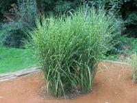 Ozdobnice čínská Strictus (Miscanthus sinensis)
