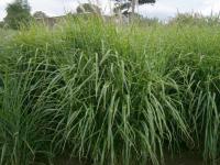 Ozdobnice čínská Strictus (Miscanthus sinensis)