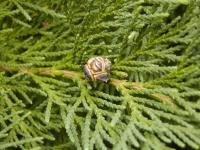Cypřišek Lawsonův (Chamaecyparis lawsoniana)