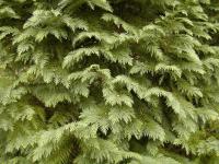 Cypřišek Lawsonův (Chamaecyparis lawsoniana)