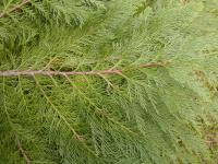 Cypřišek Lawsonův (Chamaecyparis lawsoniana)
