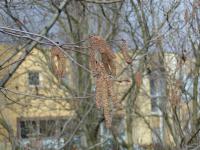Líska největší 'Purpurea' (Corylus maxima)
