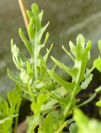 Roketa setá (Eruca vesicaria subsp sativa)