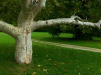 Platan javorolistý (Platanus x hispanica)