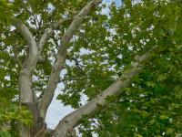 Platan javorolistý (Platanus x hispanica)