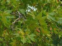 Platan javorolistý (Platanus x hispanica)
