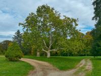 Platan javorolistý (Platanus x hispanica)