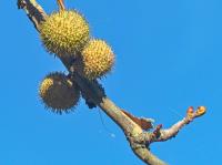 Platan javorolistý (Platanus x hispanica)